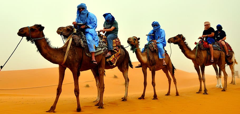 Camel Rides
